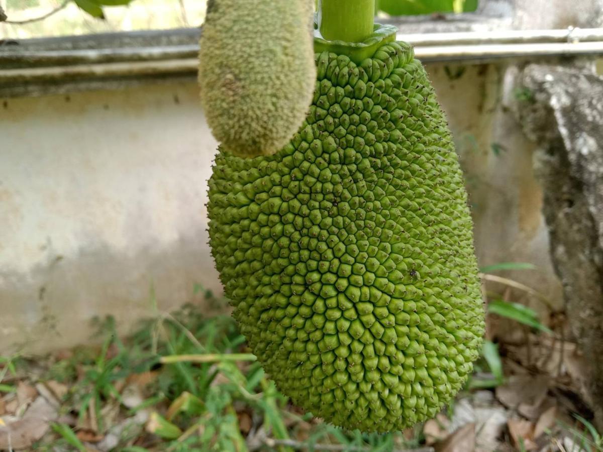 Ban Chang Klang Na Nong ap Chang Exteriör bild